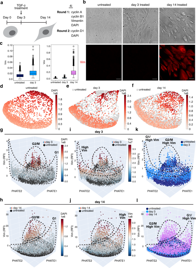 Fig. 5: Protein expression reveals G1 and G2/M transition regions.