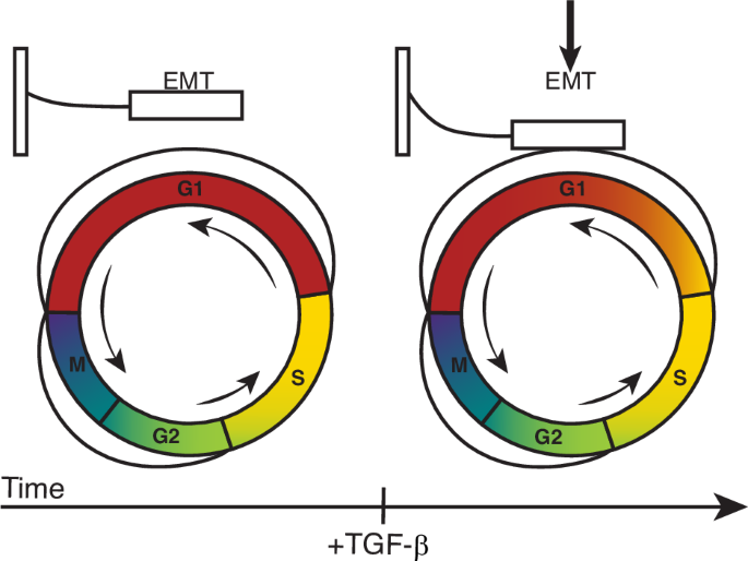 Fig. 6: Schematic of the coupling between cell cycle and EMT consistent with observations in this study.