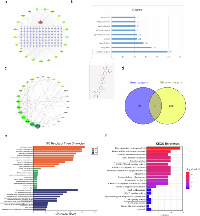 Fig. 1: Network pharmacology predicts that Eleutheroside E (EE) may play a protective role through the MAPK pathway.