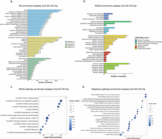 Fig. 5: Functional enrichment analysis of differential proteins among the three groups.