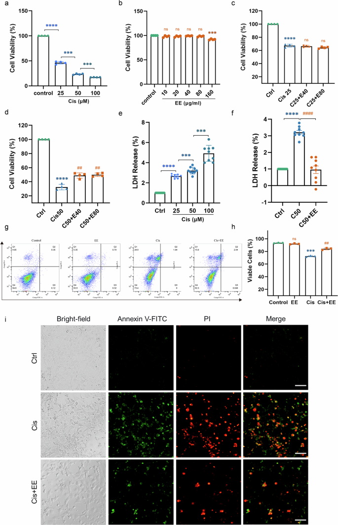 Fig. 6: EE attenuates cisplatin-induced damage in HEI-OC1 cells.