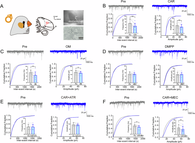 Fig. 1: Cholinergic modulation of RAPNs’ mEPSCs in adult male zebra finches.