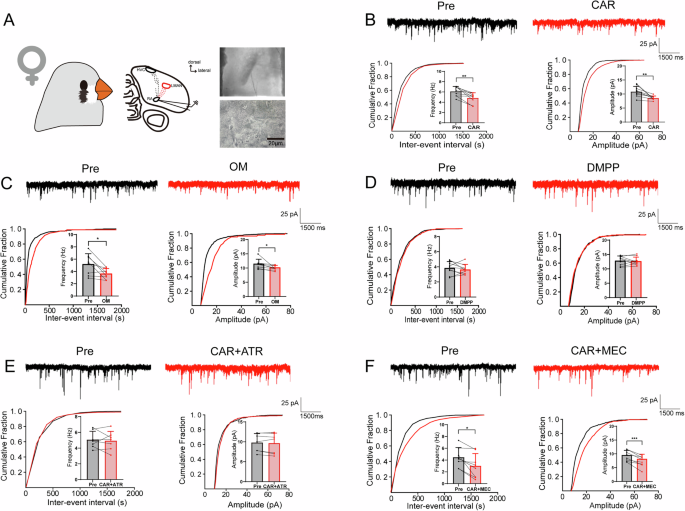 Fig. 2: Cholinergic modulation of RAPNs’ mEPSCs in adult female zebra finches.