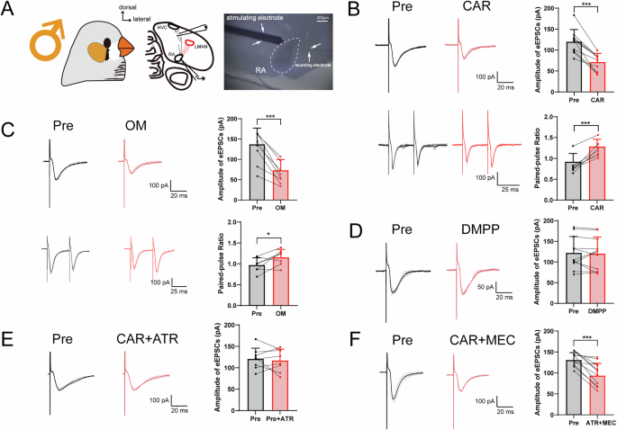 Fig. 3: Cholinergic modulation of HVC-RAPN eEPSCs in adult male zebra finches.
