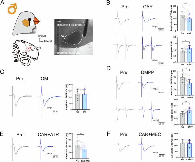 Fig. 4: Cholinergic modulation of LMAN-RAPN eEPSCs in adult male zebra finches.