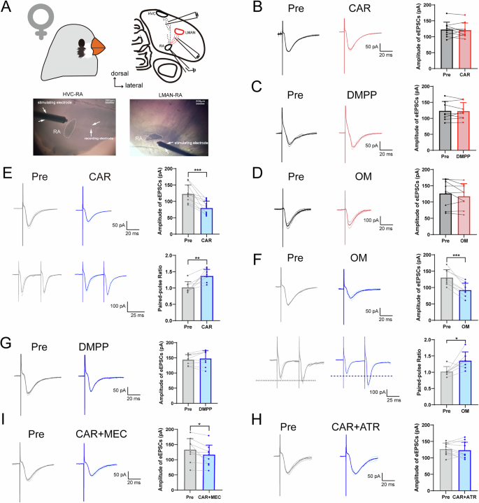 Fig. 5: Cholinergic modulation of HVC-RAPN and LMAN-RAPN eEPSCs in adult female zebra finches.