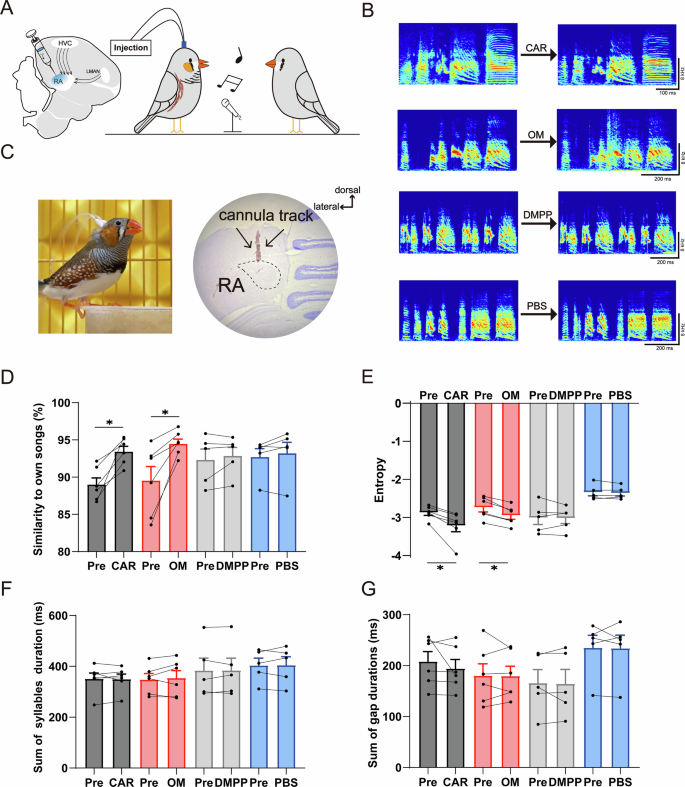 Fig. 6: Cholinergic signaling within RA enhances song stability of adult male zebra finches via mAChRs rather than nAChRs.