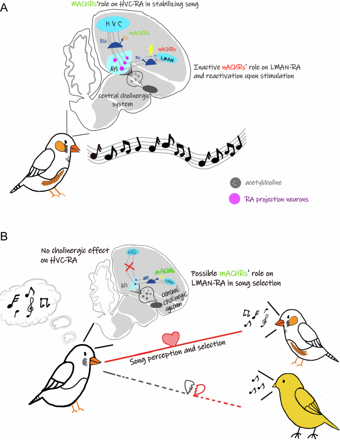 Fig. 7: Mechanism hypotheses on the cholinergic modulation of song premotor circuits in adult male and female zebra finches.