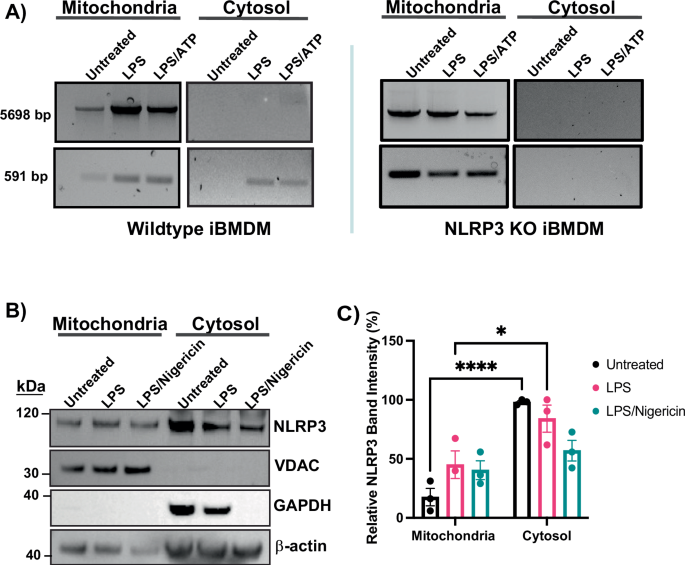 Fig. 1: Mitochondrial DNA release is dependent on NLRP3.