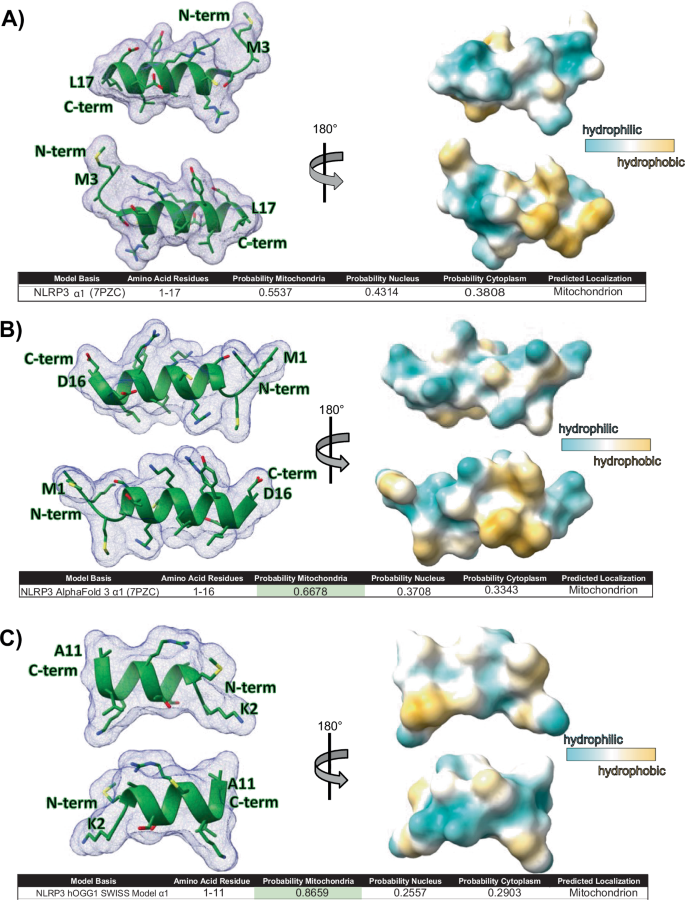 Fig. 2: N-terminal NLRP3 helix is predicted to associate with the mitochondria.