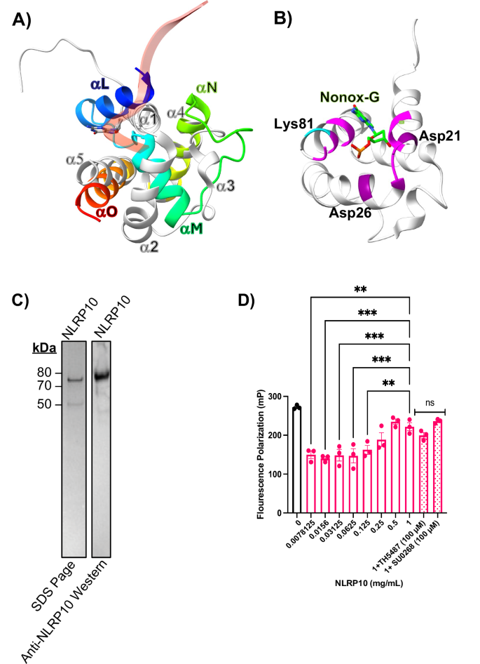 Fig. 4: NLRP10 binds non-oxidized mitochondrial DNA.