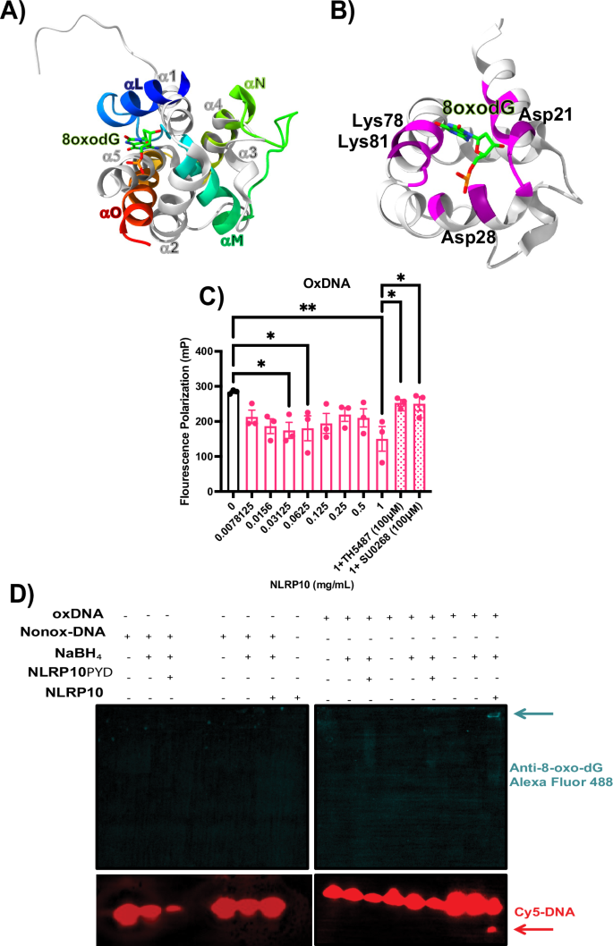 Fig. 5: NLRP10 cleaves oxidized DNA.