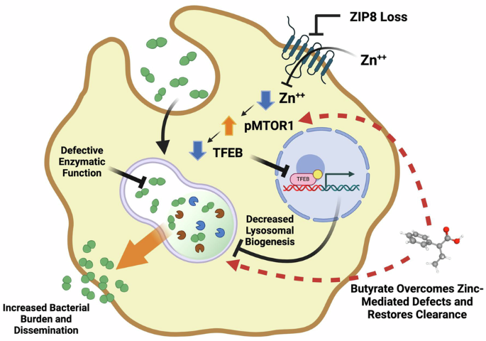 ZIP8 loss impairs macrophage-mediated phagolysosomal removal of ...