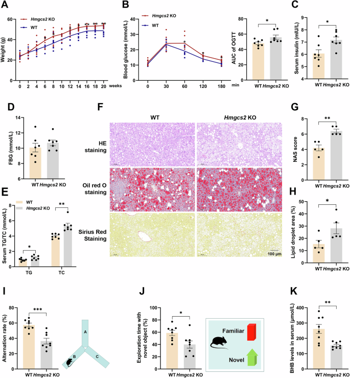 Fig. 1: Hmgcs2 KO exacerbates metabolic disorders and cognitive impairment in HFD-fed mice.