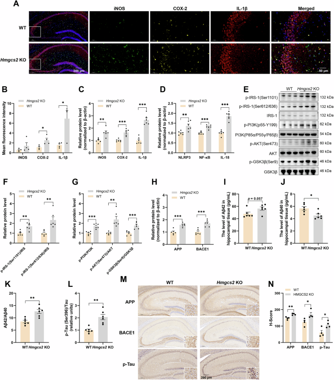 Fig. 2: Hmgcs2 KO exacerbates HFD-induced hippocampal neuroinflammation, insulin resistance, and neurotoxicity.