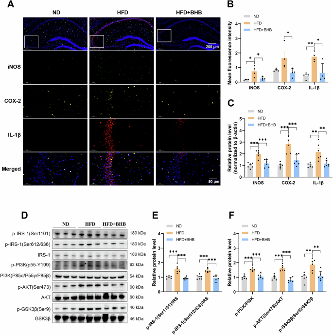 Fig. 5: BHB ameliorates HFD-induced hippocampal neuroinflammation and insulin resistance in mice.