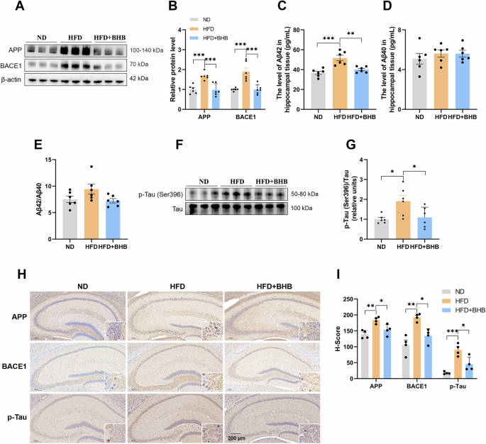 Fig. 6: BHB ameliorates HFD-induced hippocampal neurotoxicity.