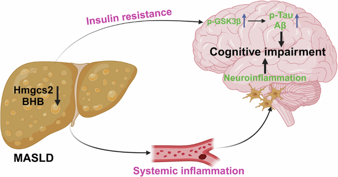 Fig. 7: The role and mechanisms of HMGCS2 and BHB in MASLD-induced cognitive impairment.