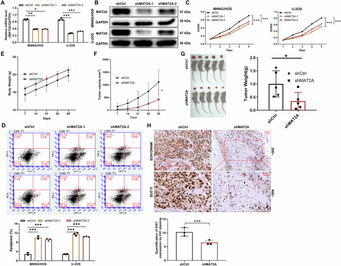 Fig. 2: MAT2A is essential for the proliferation and tumorigenic ability of OS cells.