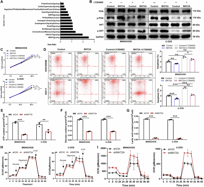 Fig. 3: MAT2A knockdown inhibits aerobic glycolysis in OS.