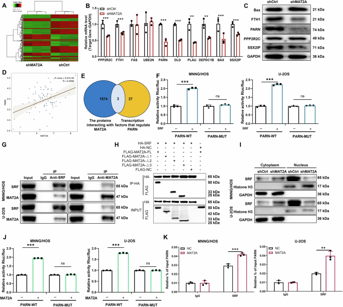 Fig. 4: MAT2A regulates PARN transcription through interaction with SRF.