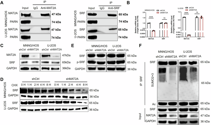 Fig. 5: MAT2A enhances SUMOylation and stabilization of SRF to facilitate PARN transcription.