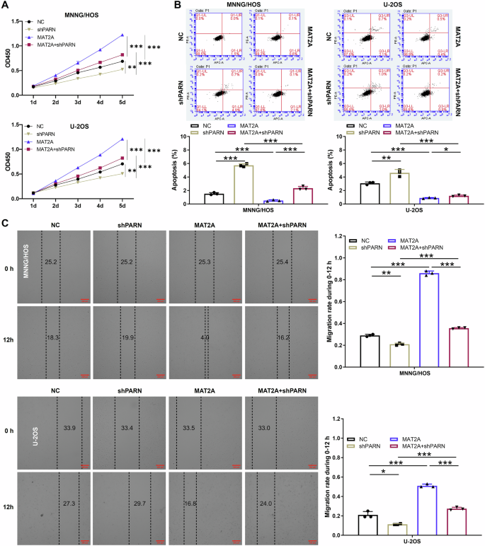 Fig. 6: MAT2A participated in the regulation of OS cells through PARN.