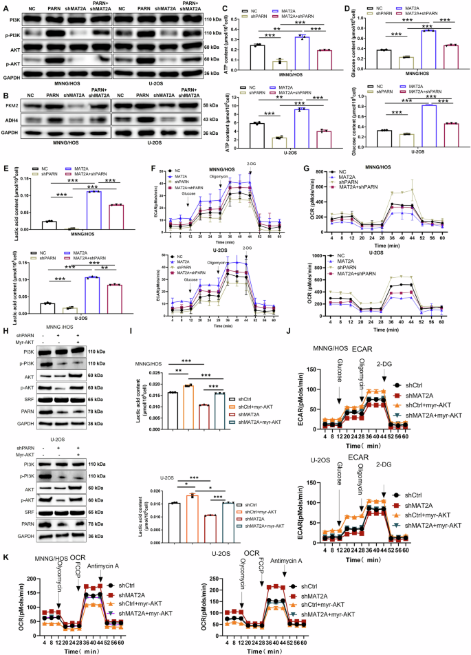 Fig. 7: PARN overexpression rescues PI3K/AKT signaling and glycolytic activity suppressed by MAT2A knockdown in OS cells.