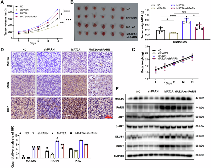 Fig. 8: In vivo validation of MAT2A-driven aerobic glycolysis regulates OS progression through PARN.