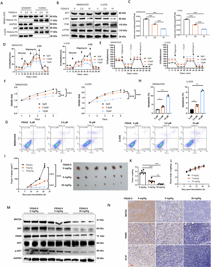 Fig. 9: Pharmacological inhibition of MAT2A suppresses PI3K/AKT signaling, glycolysis, and tumor growth in osteosarcoma.