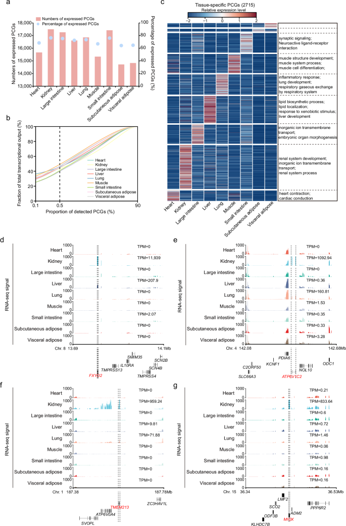 Fig. 1: The transcriptomic profiles of giant panda tissues.