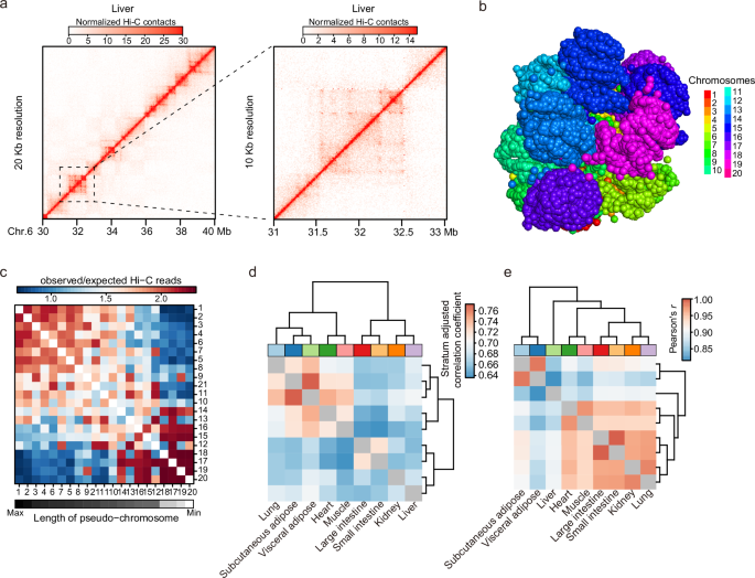 Fig. 2: A 3D genome map of the giant panda tissues.