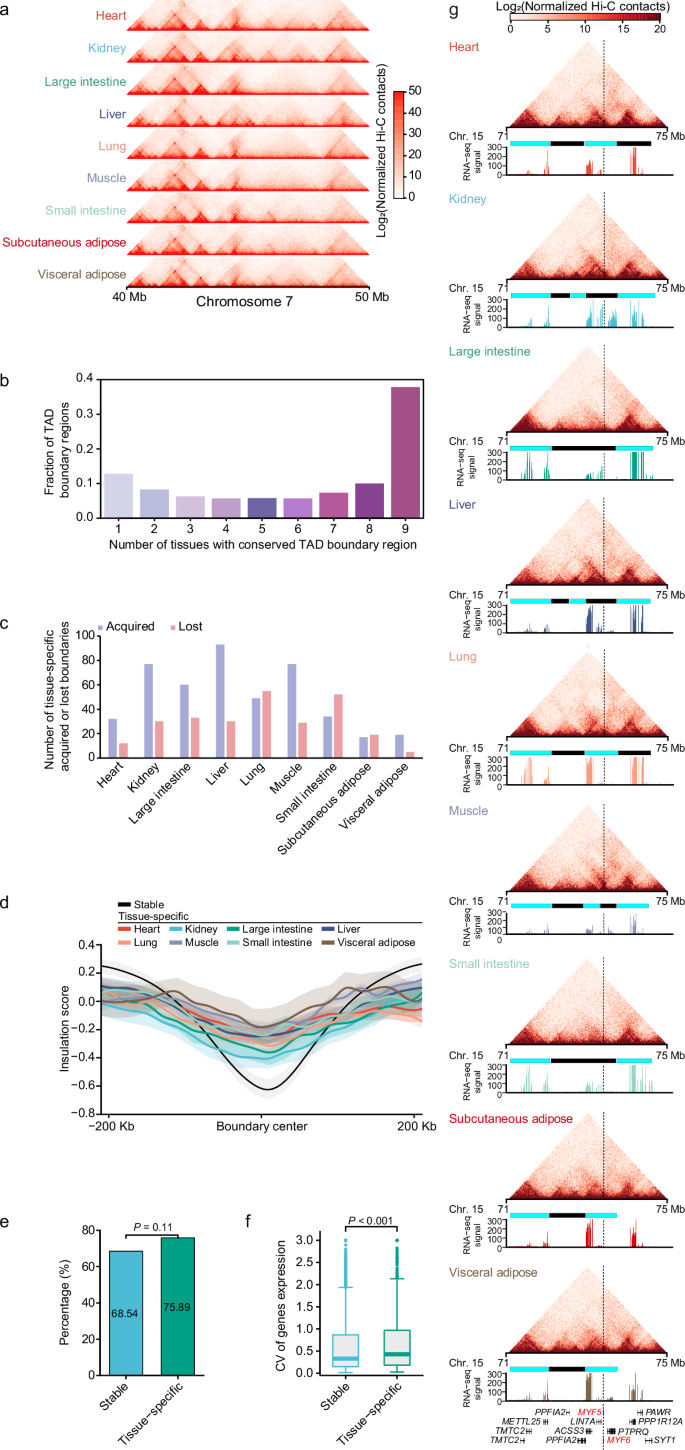 Fig. 4: Differential TAD organization associated with changes in gene expression among giant panda tissues.