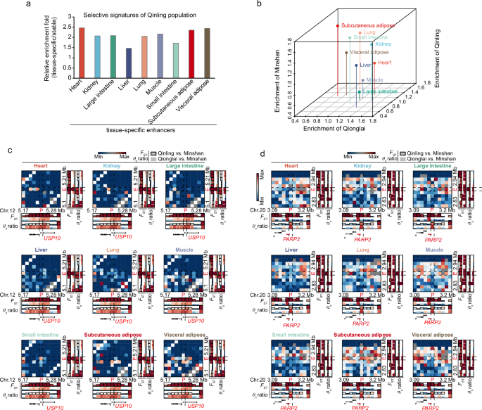 Fig. 6: The adaptive evolution in giant panda genome exerts its function in a tissue-specific manner.