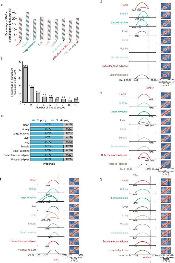 Fig. 7: NcGARs can served as distal regulatory elements and potentially involved in the regulation of multiple giant panda-specific traits.