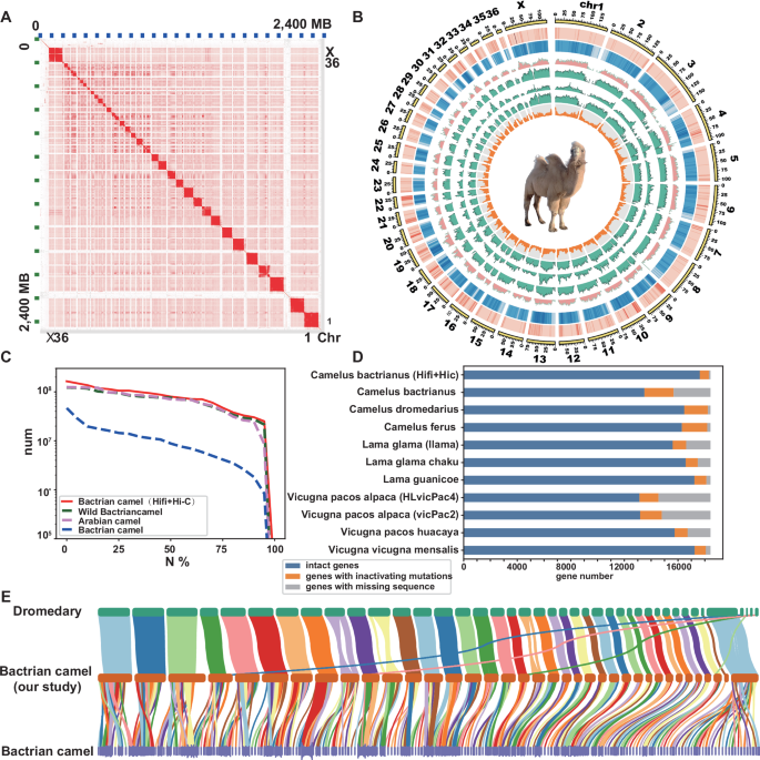 Fig. 1: Chromosome-level genome assembly of domestic Bactrian camel.