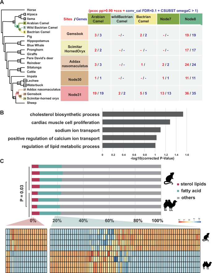 Fig. 3: Cross-species comparisons reveal convergent desert-adaptive evolution of lipid/sterol metabolism.