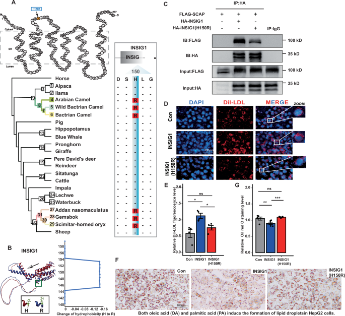 Fig. 4: Adaptive convergent mutation in INSIG1 promote lipid and cholesterol accumulation.