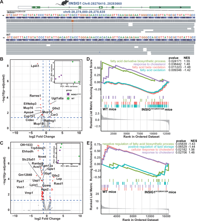 Fig. 5: Functional experiments verified INSIG1 mutation that contribute to lipid/sterol synthesis and mobilization.