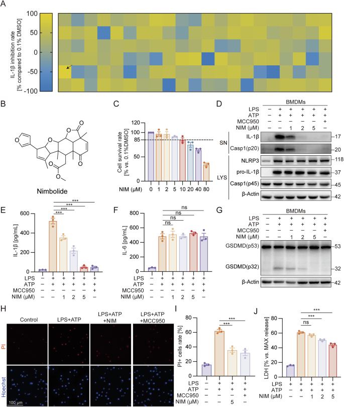Fig. 1: Nimbolide inhibits NLRP3 inflammasome activation and pyroptosis in macrophages.