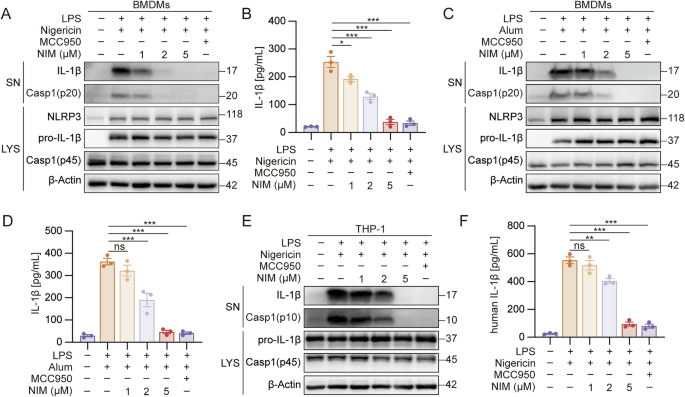 Fig. 2: NIM is a specific inhibitor of the NLRP3 inflammasome.