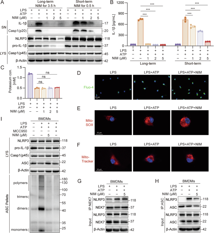 Fig. 3: NIM suppressed assembly of NLRP3 inflammasome by interrupting NLRP3–ASC interaction.