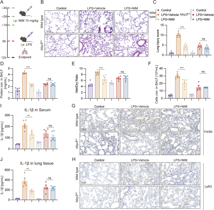 Fig. 5: NIM alleviated LPS-induced septic ARDS in mice model via suppressing NLRP3 inflammasome.