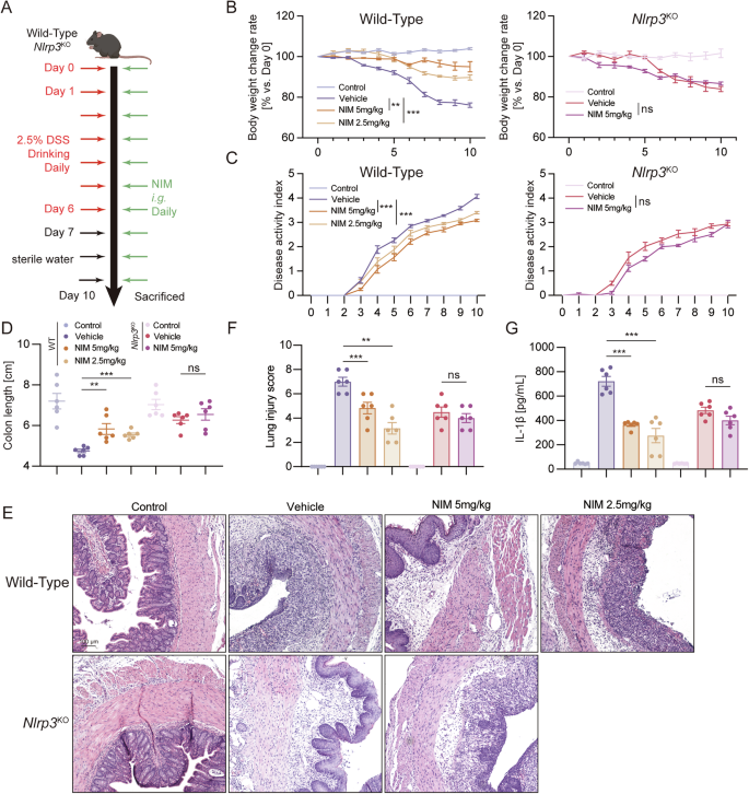 Fig. 6: NIM ameliorates NLRP3-mediated ulcerative colitis in an NLRP3-dependent manner.
