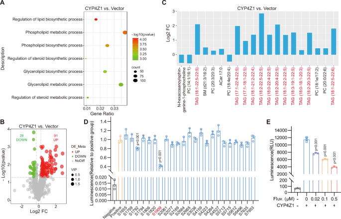 Fig. 1: CYP4Z1 overexpression enriches lipid metabolism and fluvastatin inhibits CYP4Z1 enzymatic activity.