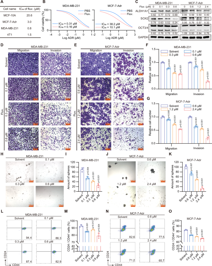 Fig. 2: Fluvastatin attenuates the stemness and migration of breast cancer cells in vitro.
