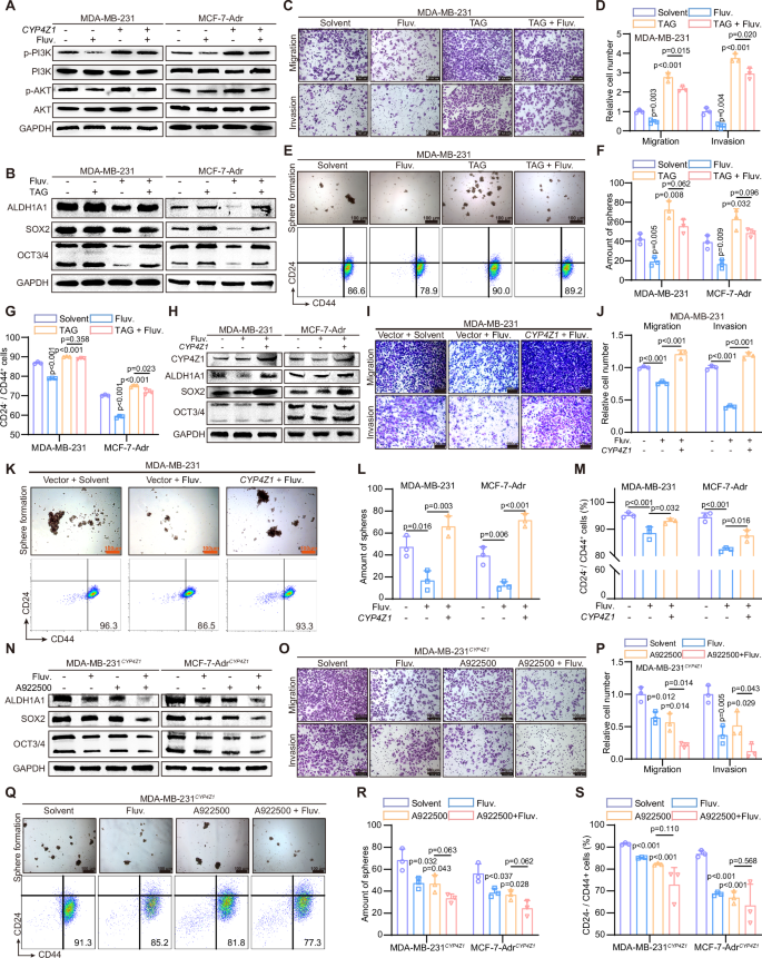 Fig. 4: Fluvastatin attenuates the stemness of breast cancer cells via targeting CYP4Z1.