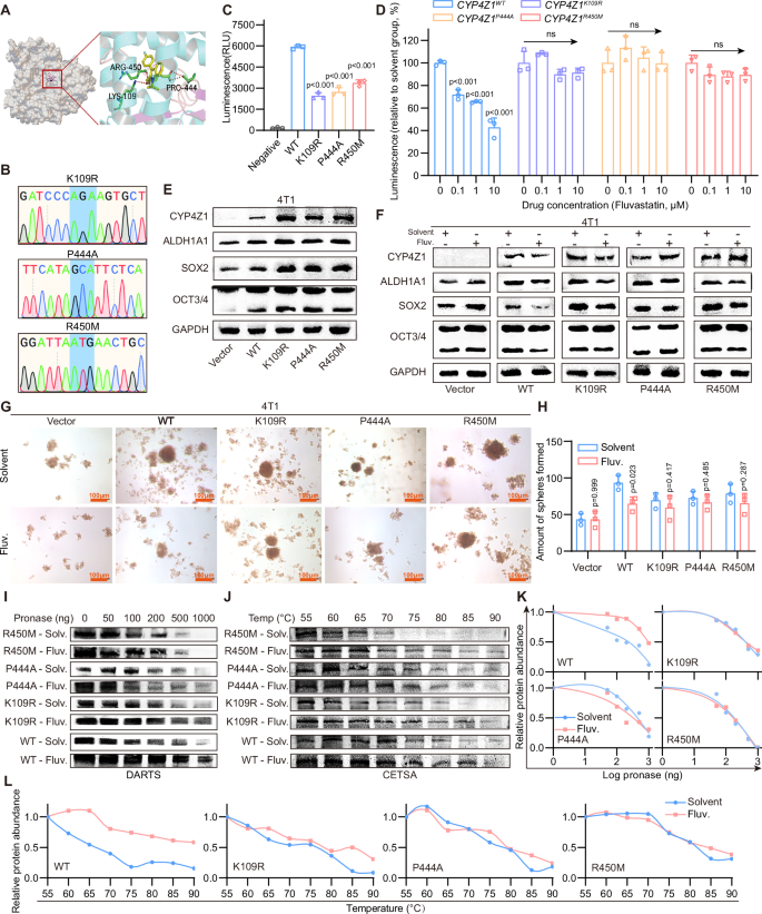 Fig. 5: Fluvastatin attenuates the stemness of breast cancer cells via binding to the Lys109, Pro444, and Arg450 of CYP4Z1.