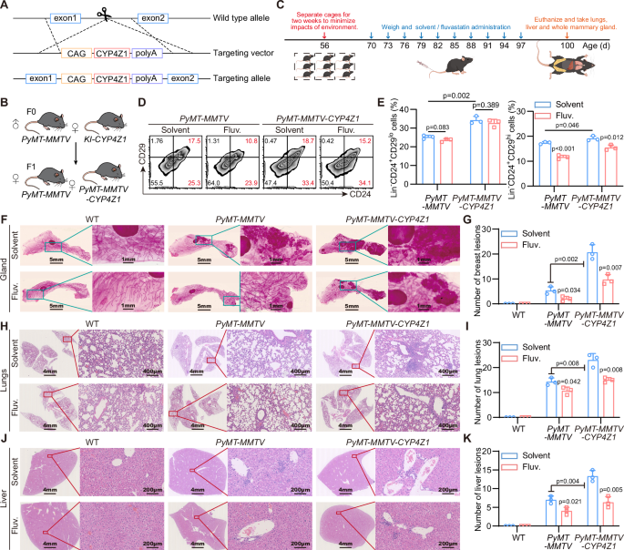 Fig. 6: Fluvastatin inhibits CYP4Z1-induced tumor formation and metastasis based on transgenic mice model.