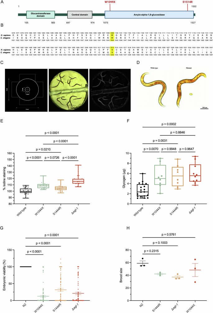 Fig. 1: Mutations in AGL cause glycogen buildup and glucose-induced embryonic lethality in C. elegans models of GSDIII.